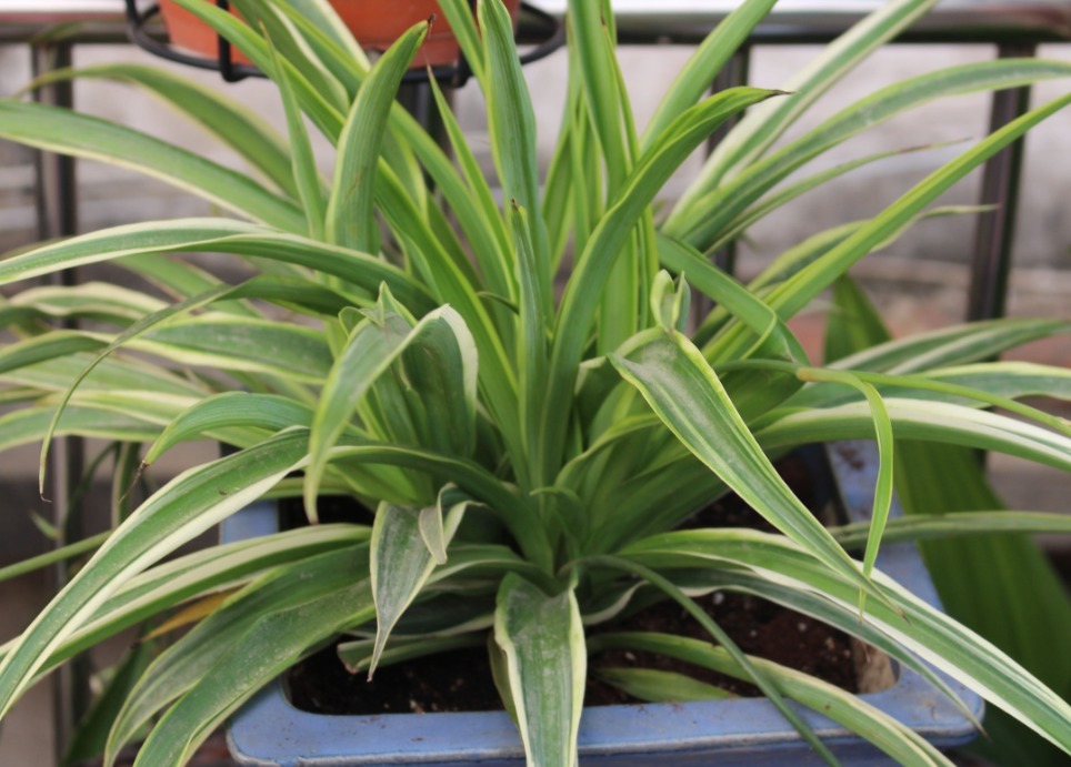 叶上爬满小金鱼这款吊兰贼好养，用它喷一喷就开花！