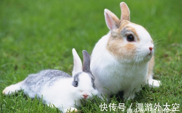 农历|农历哪几个月出生的属兔人，会好运跟随，鸿运加身，事业兴旺
