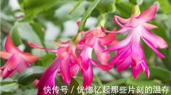 4种“漂亮花”,好打理,易爆盆,招财又纳福,谁养谁喜欢