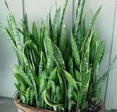 虎皮兰长得慢，秋后用它养，粗根变小芽，顶破盆，太给力了
