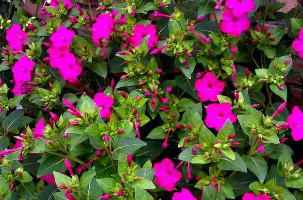 家养这些植物,阳台开出花海,妖艳妖娆,一开就是很多天