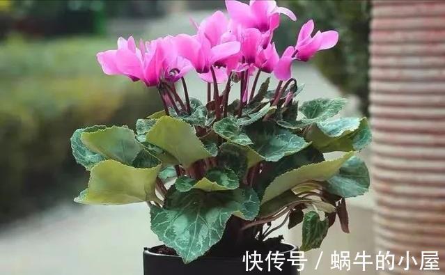 休眠|8种“漂亮花”，就怕暴雨天，淋雨就烂，赶紧搬到屋里去