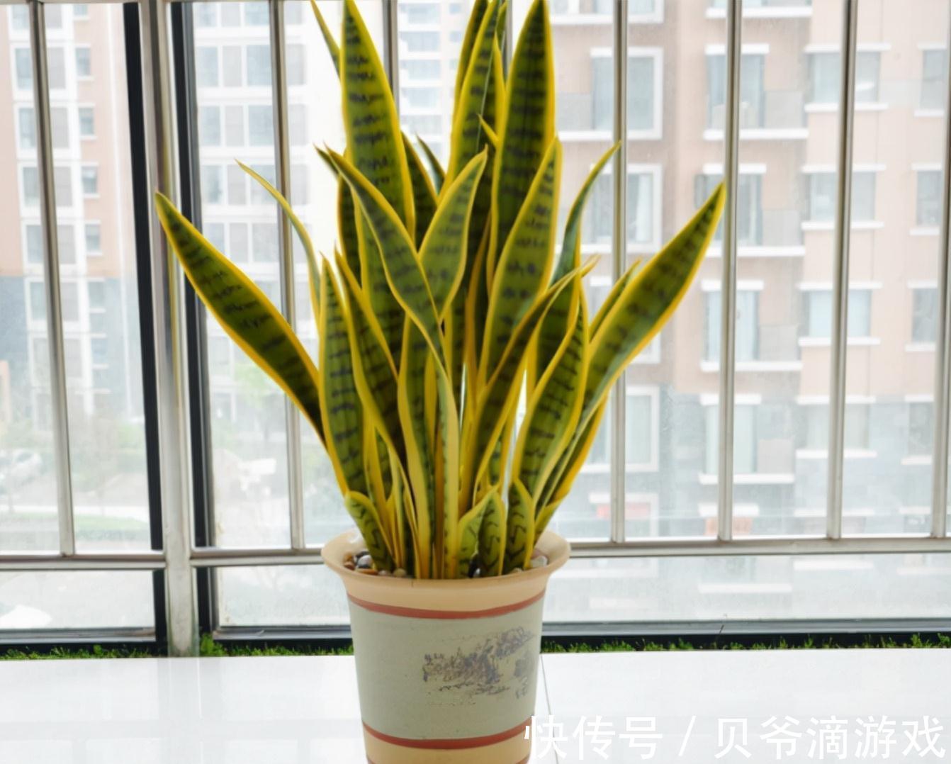 适合客厅养的“6种花”，一个比一个好养，一个比一个好看