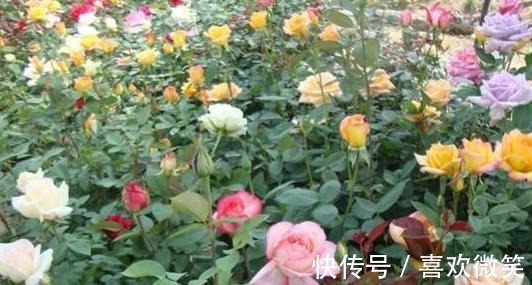 养殖花中皇后月季，盆栽做到4点，花朵个大色艳、数量多