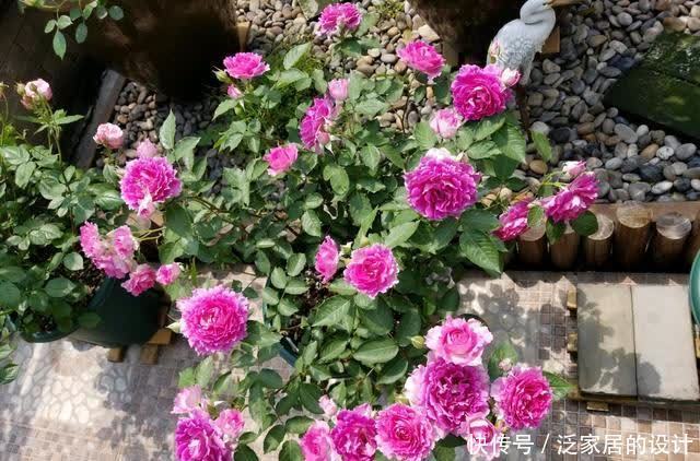 天方夜谭—盆栽花卉“新宠”,花似牡丹,又美又香,四季有花看