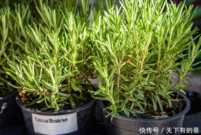 这6种植物是生活的好帮手，家里养一盆，好看好养还可备不时之需