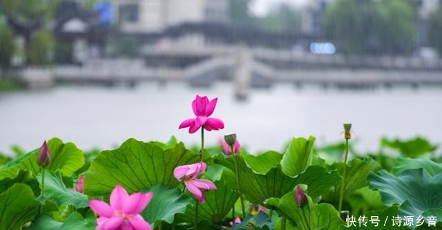 文旅君|扬州第一波荷花开了！扬州第一波荷花开了！