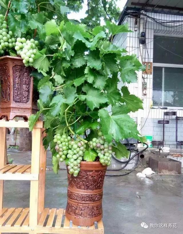 枝条|路边剪个枝,插土里就能活,种在阳台果子多到吃不完!