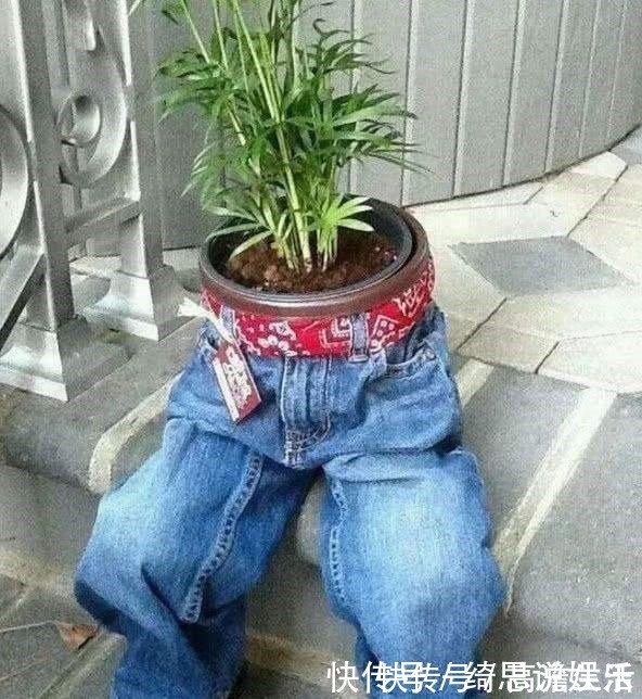 花盆|他用这东西养花,把半夜踩点的小偷吓半死,长势旺到不行!