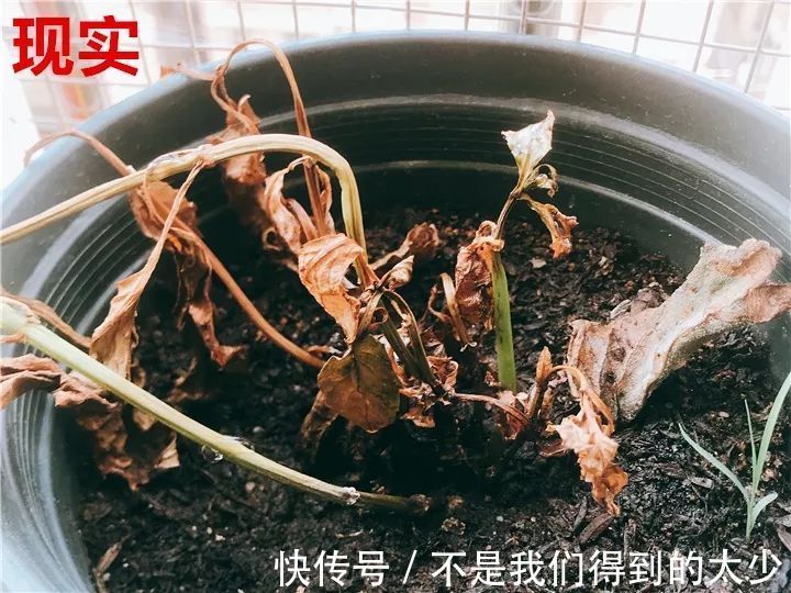 养花技巧最难养的花,买多少死多少,想想就生气!