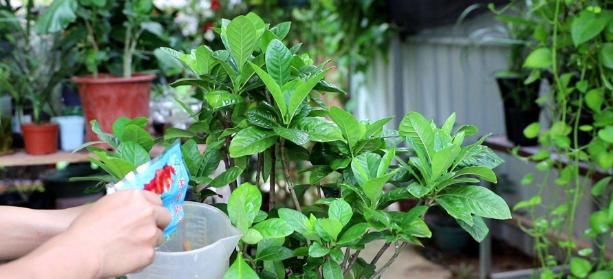 遍寻不到“酸性土”的情况下，该怎么让养花土从碱性变酸性？