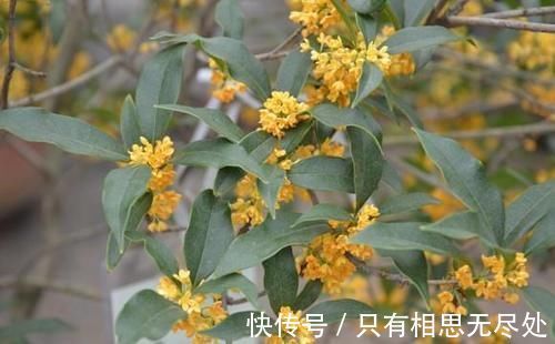 花瓣|客厅养花,这6种“香香花”,花香浓郁,养在客厅衣服都带香味