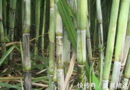 女人|子宫肌瘤的“良药”找到了,女人常吃,活血化瘀,肌瘤慢慢消