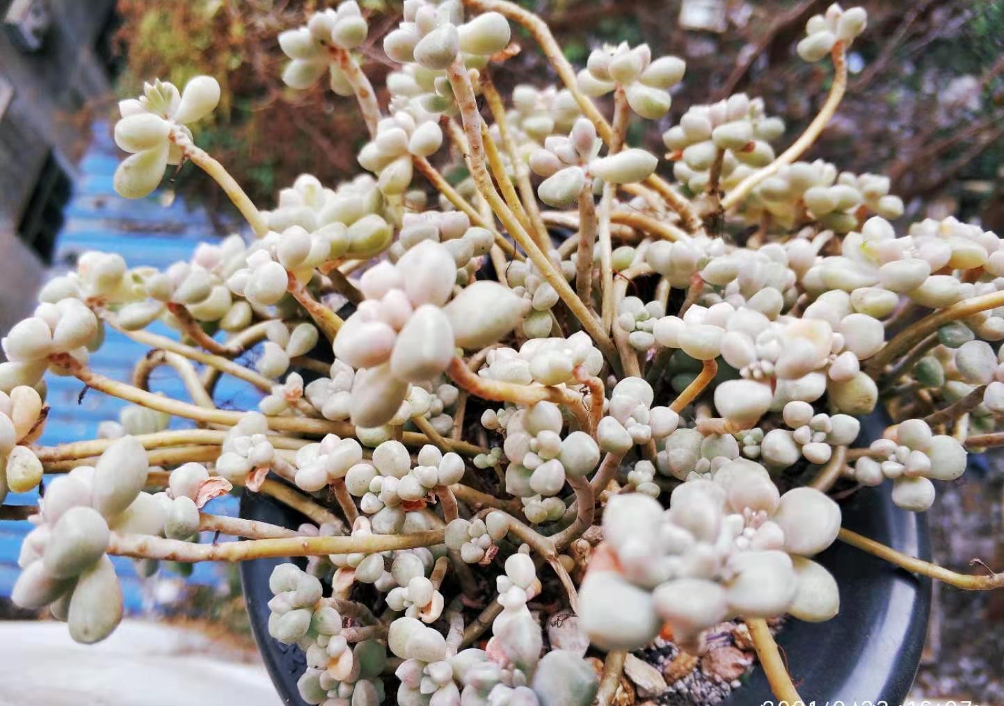 别嫌万象盆丑,其实拿来种多肉很实用,我好些多肉都是用它栽种的