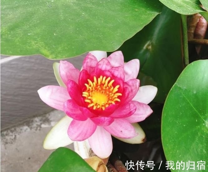 三角梅|4种花现在养刚刚好,沾土就能活,开花就爆盆,不易生病好养护