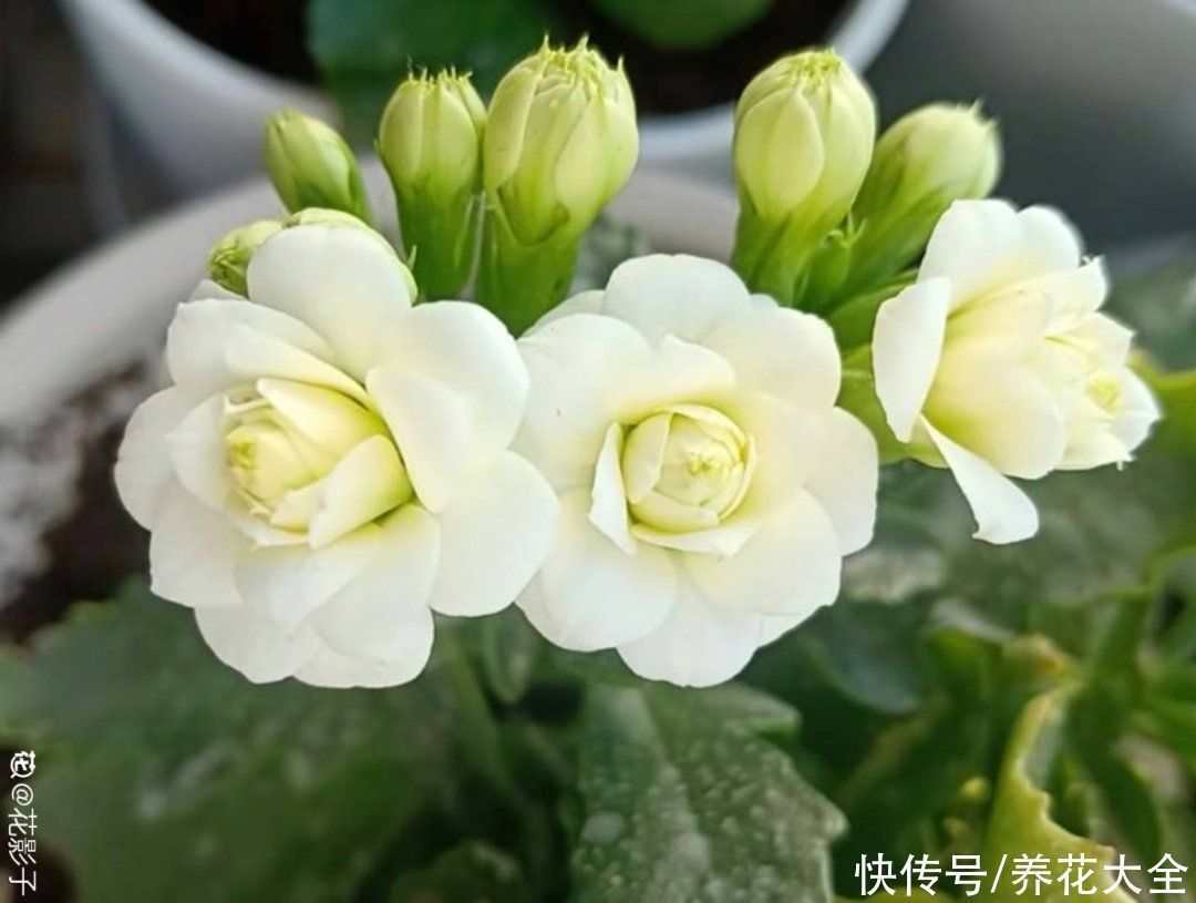 半个月|半个月没太阳,给花开浴霸补光,竟然开了300朵