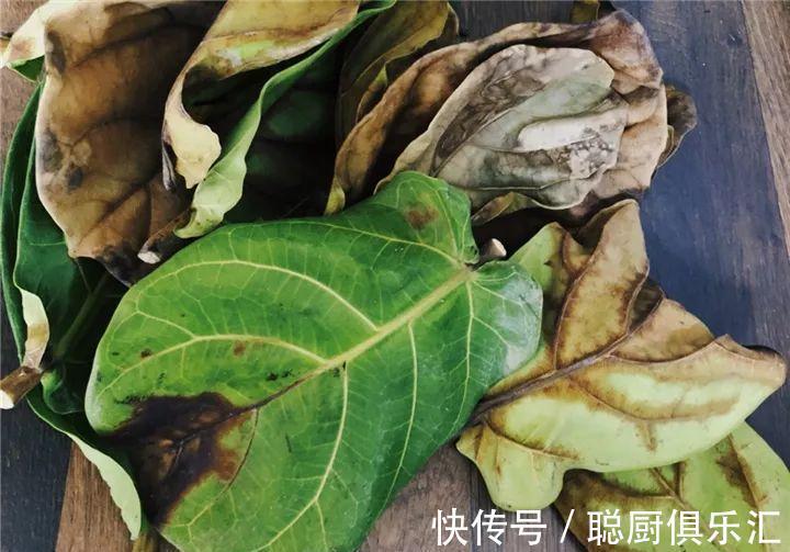 这棵守家树,摆客厅长2米高,霸气又镇宅