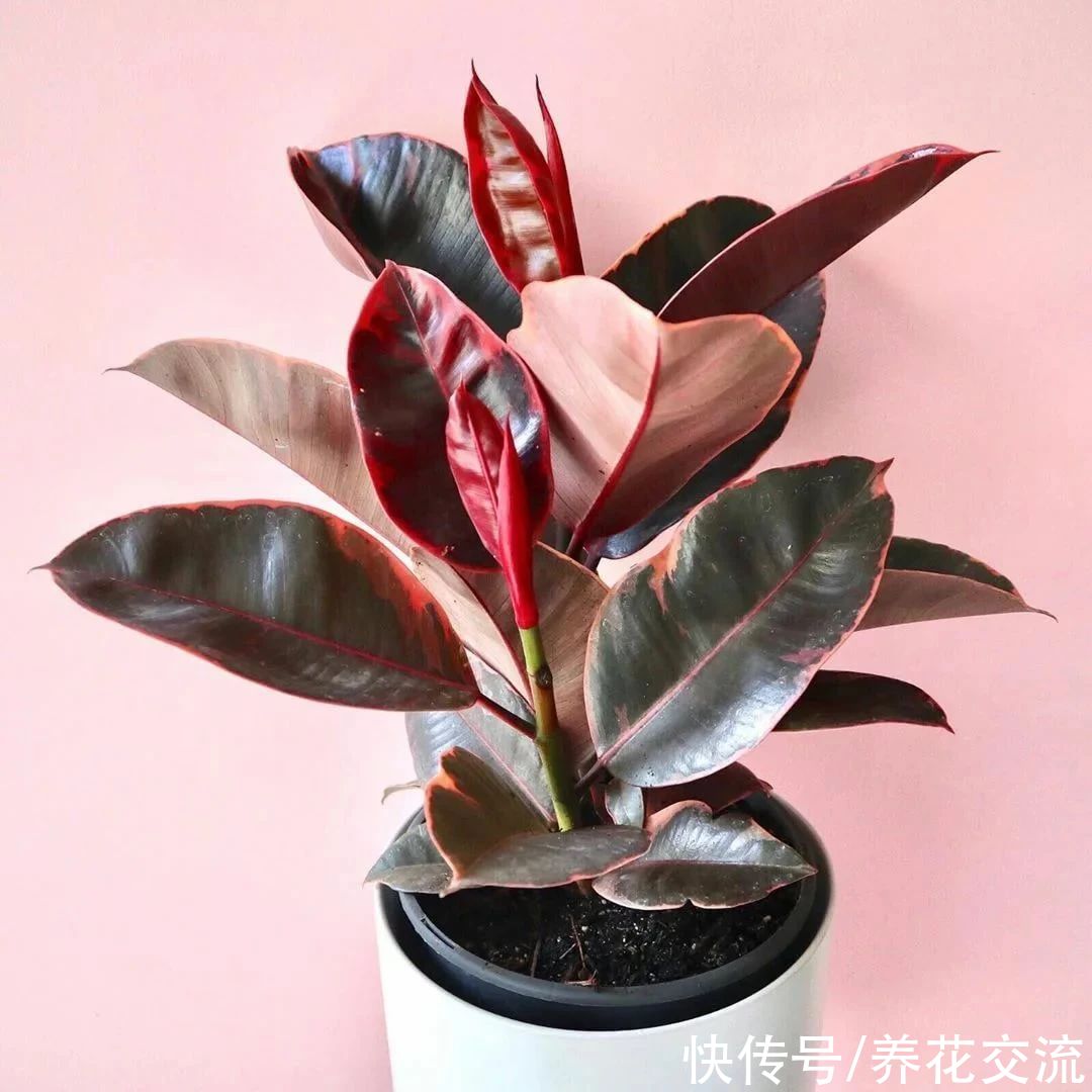颗粒物|7种可以吸附室内灰尘和颗粒物的绿色观叶植物，可以多养几盆