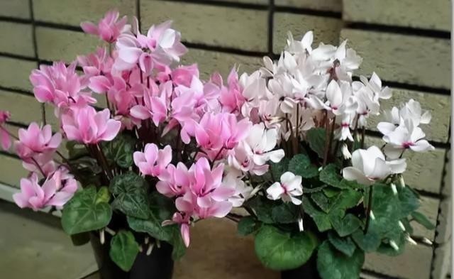 开花|仙客来有“软肋”,绕开3个坑,开花200天,美成花蝴蝶