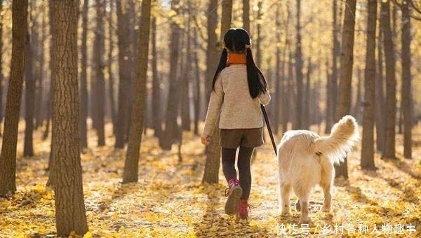 散文|散文:秋日的树林