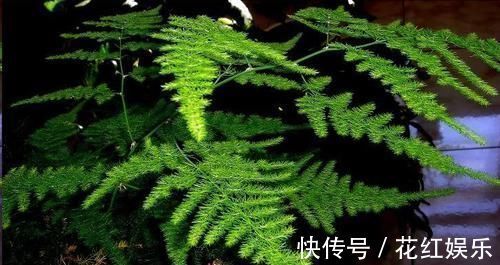 磷长花|想要文竹长的旺，最好施什么肥？知道一点施肥再也不犯难！