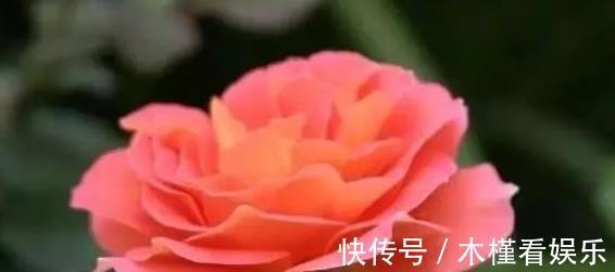亚历山德拉|喜欢菊花,不如养盆“精品玫瑰”银禧庆典,一次开爆四季开花