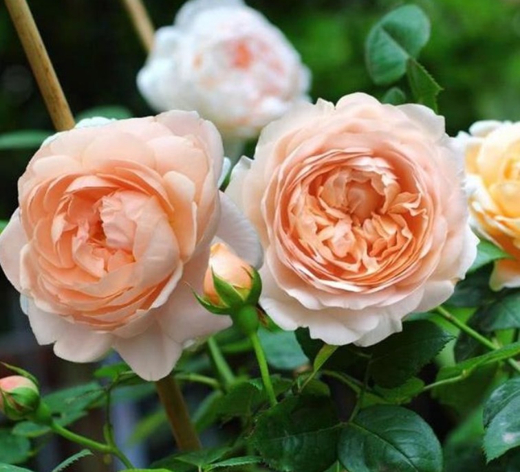 养护|3种花好养又漂亮,比牡丹美,比绿萝好养,一开就是200天!