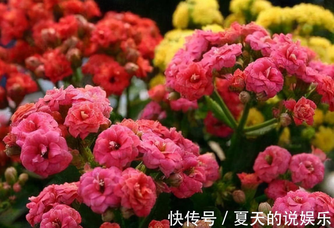农历九月十八霜降后，养什么花？家里养3种花，四方来财五福临门