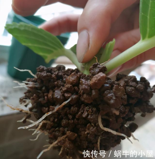 9种花不用花钱买，掐根枝条插土里，2周即可生根，好养易成活