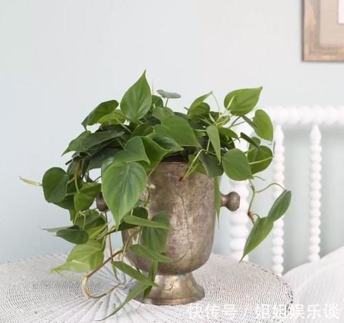 浇水|17种适合生长在弱光处的室内植物,可以摆放在家里的任何角落