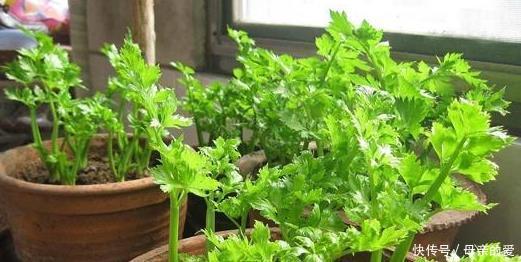 盆栽|“癌细胞”不喜欢的3种蔬菜,阳台盆栽上几盆,绿色健康又好吃!