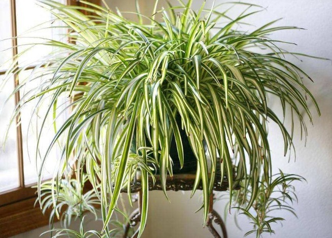 养好金边吊兰，几个细节要做好，叶片不干不焦枯，爆盆挂满小吊兰