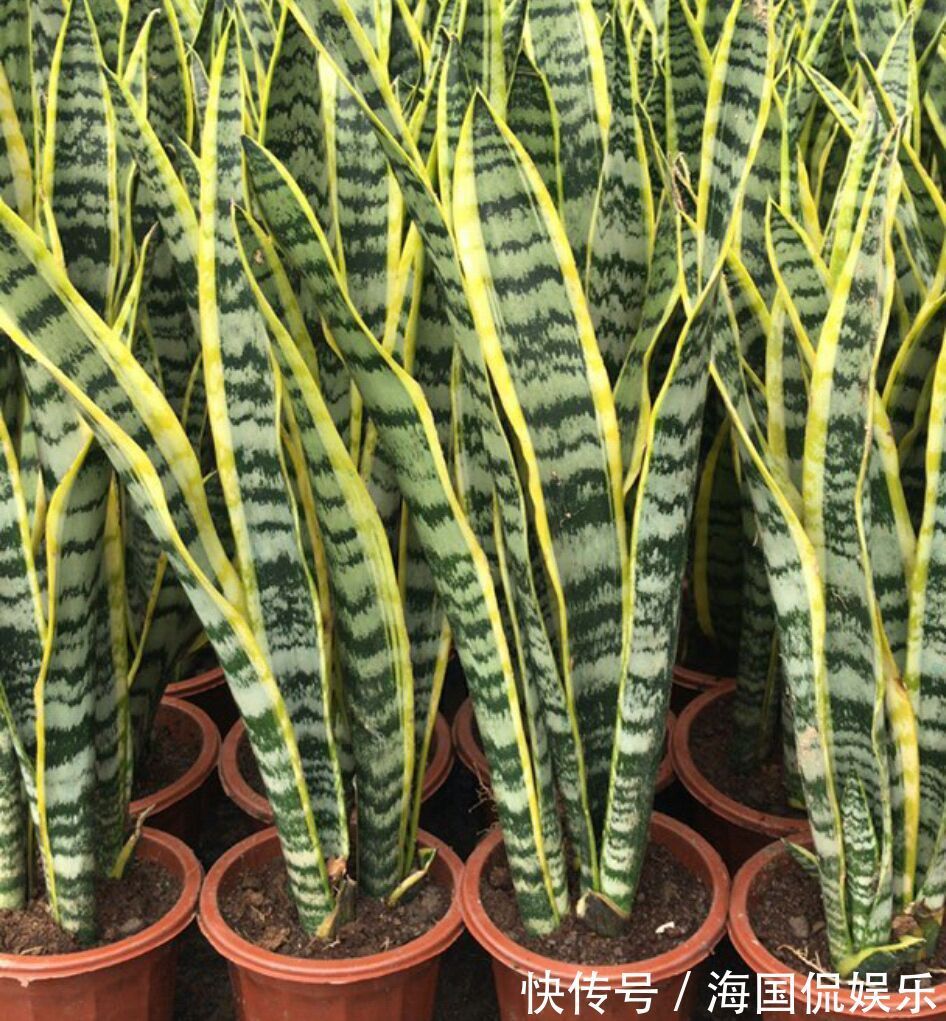 虎皮兰浇水太多怕烂根5个妙招分分钟排水，根旺叶片绿油油