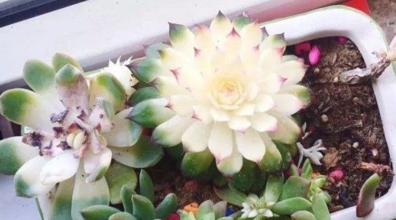 如果你是封闭阳台,不要碰“3种花”,这个环境根本养不好