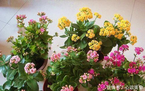 给长寿花喂点此2种“催长剂”,长势旺盛,花开成群