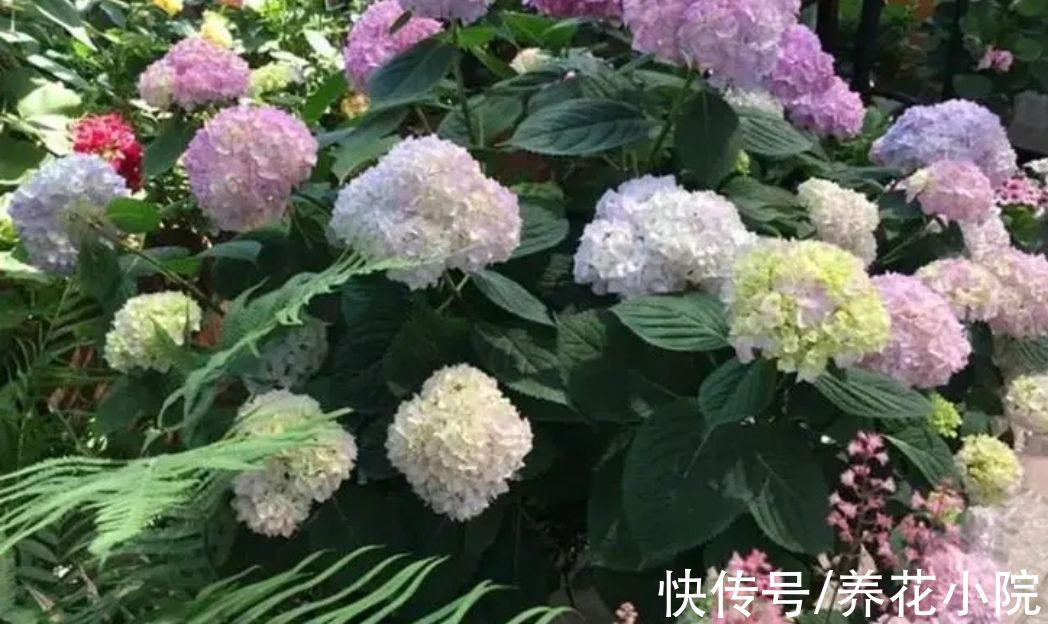 铁线莲|天冷了，7种花要“静养”，少浇水多晒太阳，长得旺