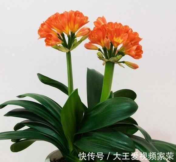 秋老虎|初秋养君子兰,几个错误不要犯,你注意了吗