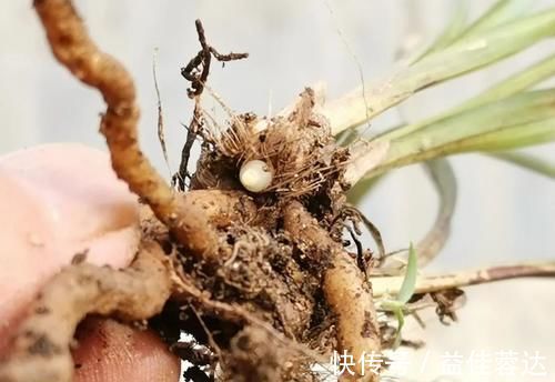 兰花|兰花快速生根有诀窍吗？兰友：照这4步操作，30天内就长新根