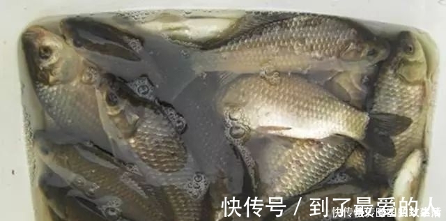 专攻大鲫鱼的2款特制饵料,上鱼速度真快其他统统靠边站