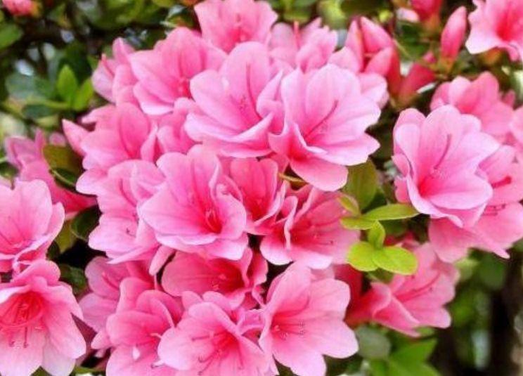 杜鹃花|4种花超好养,花朵漂亮,花期长,四季繁花似锦,美