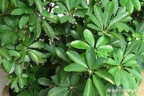 聪明人都喜欢养“这3种”，放客厅枝粗叶绿，能够招财接福