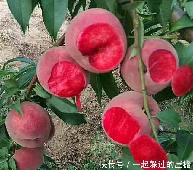 四邻|建议家有院子的别铺水泥！瞧瞧下图，真有才，街坊四邻纷纷效仿