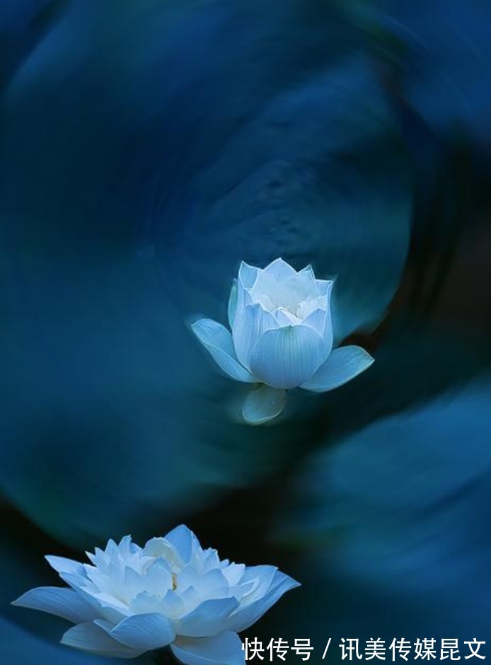 月色|荷花 明艳，十首有关荷花与月色的诗词，在月光里流溢荷香