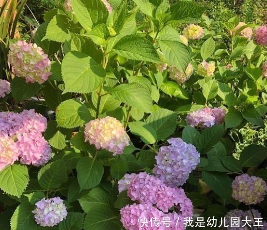 家里有花园,一定要种这几种花,不用打理就能花开满园!