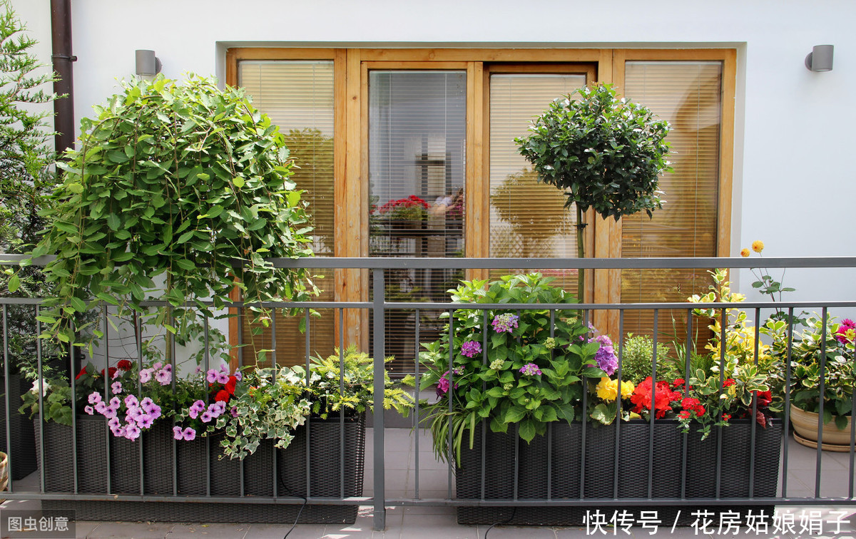 阳台|阳台养殖盆景花卉,7个原则要遵守,才能花开满阳台