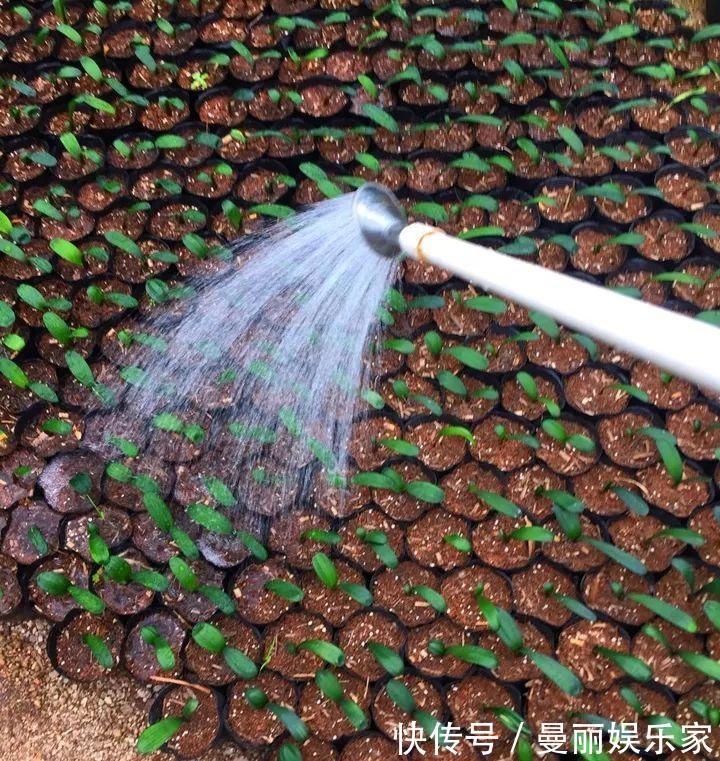 雄蕊|3种花不用“扦插”，花开完等俩月，半年变成“养花大户”！