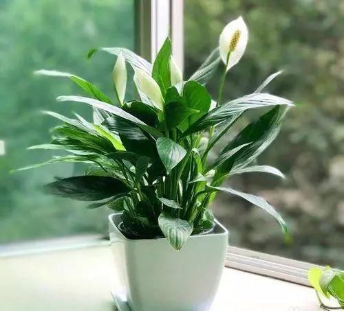 立春后，家里养上这3种植物，寓意特别好~快试试~