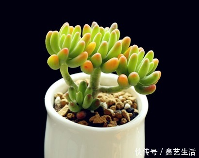 春天“5点”多肉养肉法，让肉肉蹭蹭长爆盆