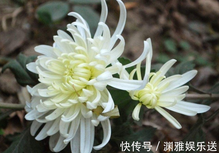 色斑|菊花加一宝,坚持喝一段时间,体重降下来了,还能淡化色斑皱纹!