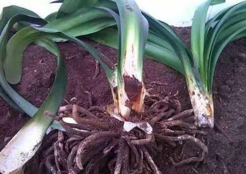 盆栽花卉，黄叶烂根后，别急着换盆，让它“自愈”就好了